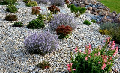 Ground Cover Planting
