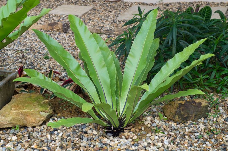 Pea Gravel Landscaping