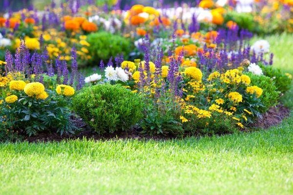 Flower Bed Maintenance in Cave Creek