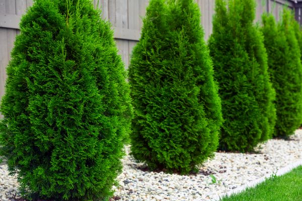 Arborvitae Planting in Cave Creek
