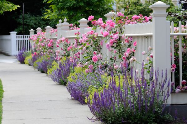 Garden Handyman Service in Cave Creek