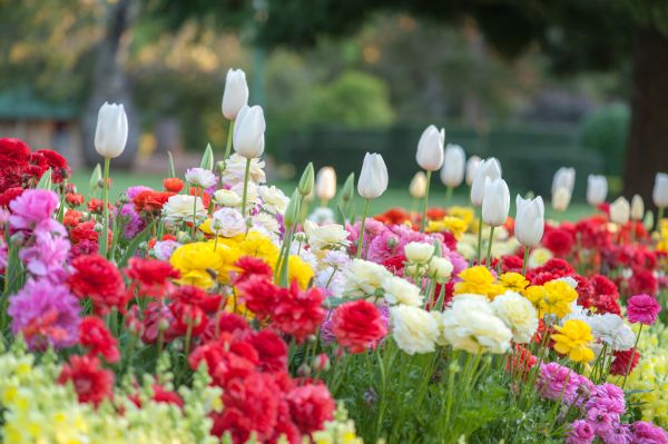 Gardening Service in Cave Creek