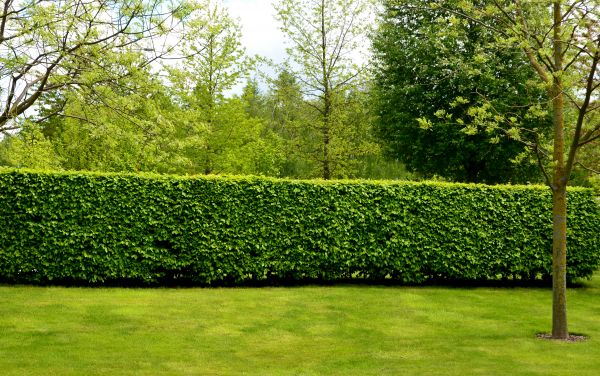 Hedge Planting in Cave Creek
