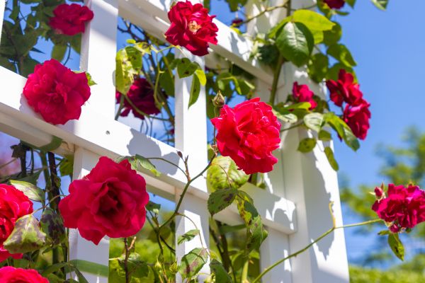 Home Gardening Service in Cave Creek