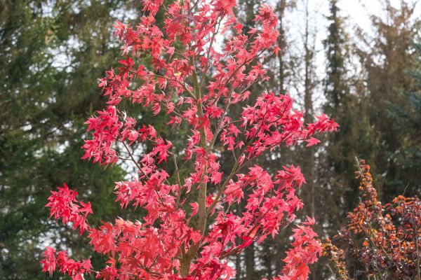 Japanese Maple Planting in Cave Creek