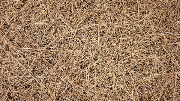 Pine Needles Delivery in Cave Creek
