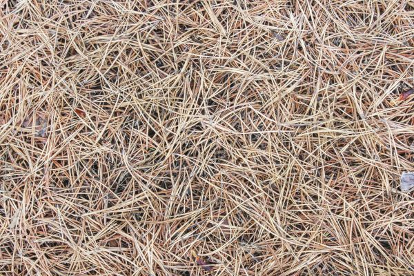 Pine Straw Installation in Cave Creek