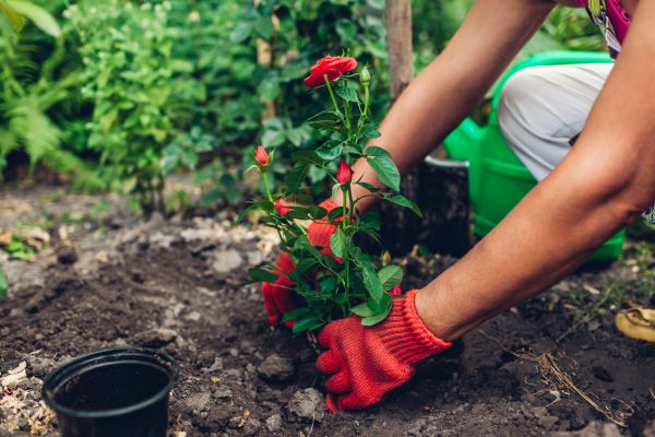 Planting Service in Cave Creek