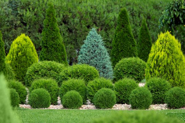 Shrub Installation in Cave Creek