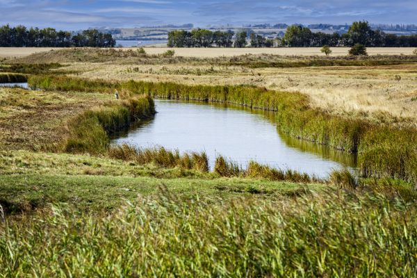 Swale Landscaping in Cave Creek