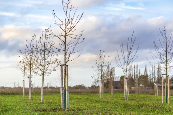 Tree Installation Service in Cave Creek