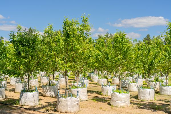 Tree Planting Service in Cave Creek