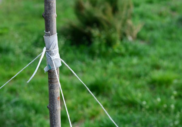 Tree Staking Service in Cave Creek