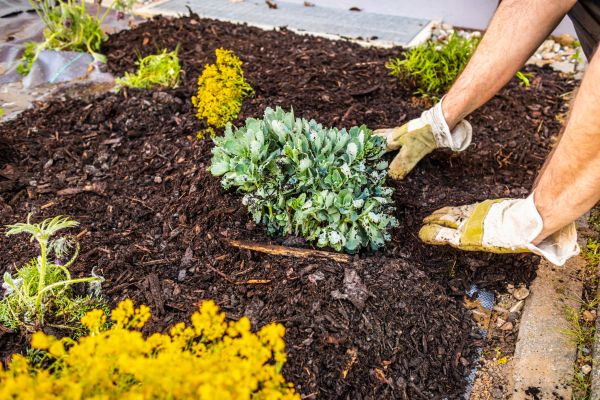 Weeding And Mulching in Cave Creek