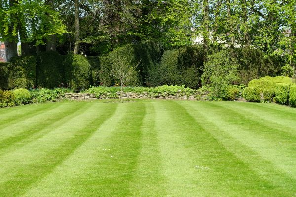 Lawn Renovation in Cave Creek