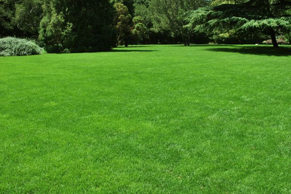 Lawn Landscaping in Cave Creek