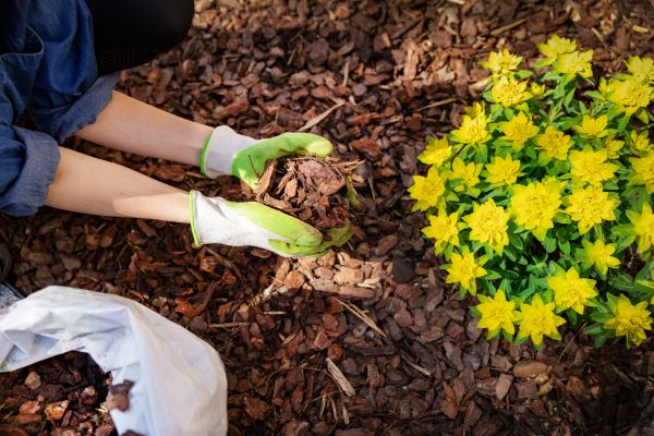 Garden Mulching in Cave Creek