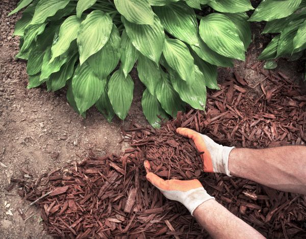 Shredded Mulch Service in Cave Creek
