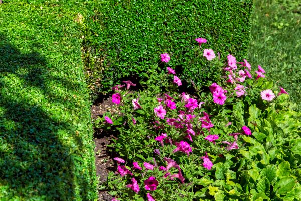 Softscaping Service in Cave Creek