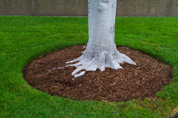 Brown Mulch Installation in Cave Creek