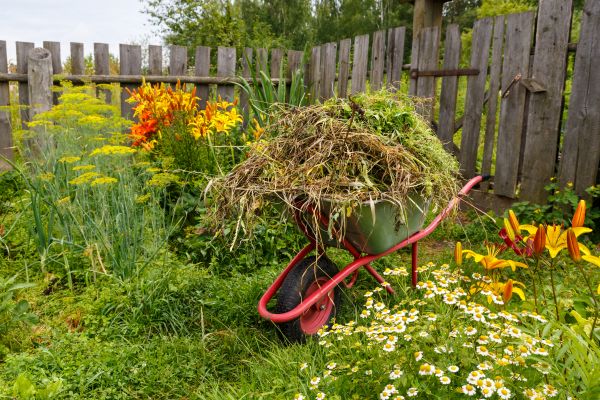 Garden Cleanup Service in Cave Creek