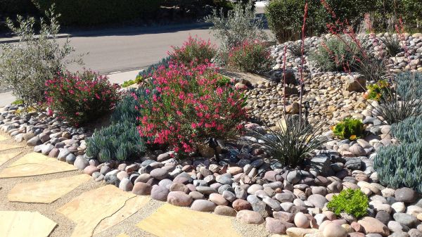 Xeriscape Landscaping in Cave Creek