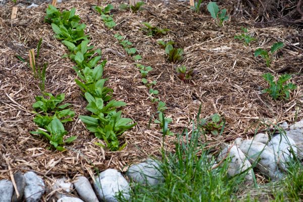 Mulch Service in Cave Creek