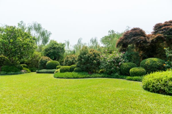 Tree Landscaping in Cave Creek
