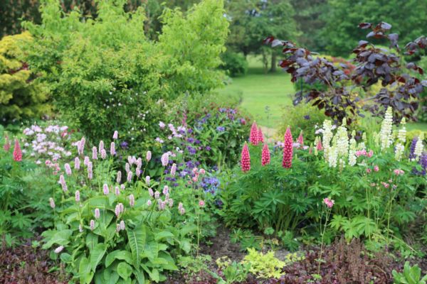 Flower Bed Planting in Cave Creek