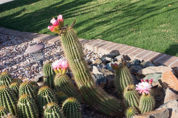 Desert Landscaping in Cave Creek