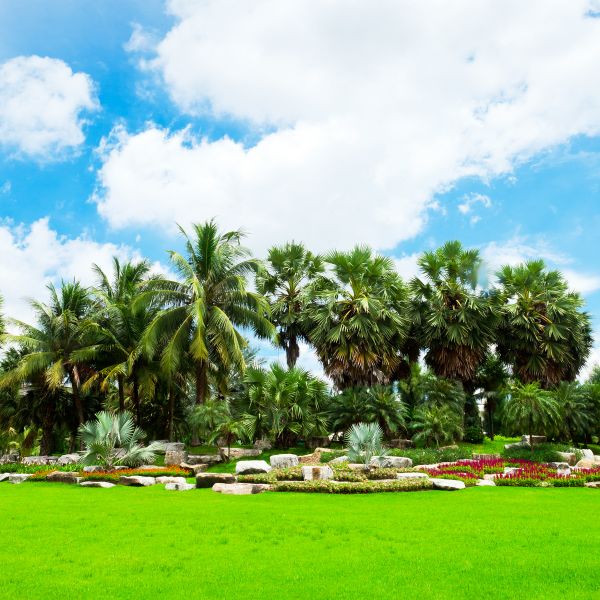 Tropical Landscaping in Cave Creek