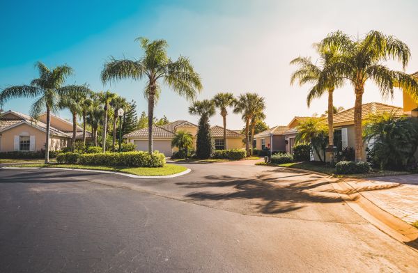 Palm Tree Landscaping in Cave Creek