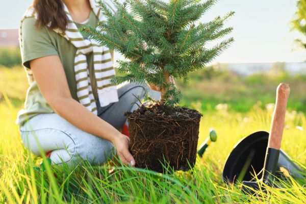 Spruce Tree Planting in Cave Creek
