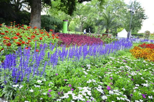 Perennials Planting in Cave Creek