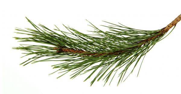 Pine Needles Installation in Cave Creek