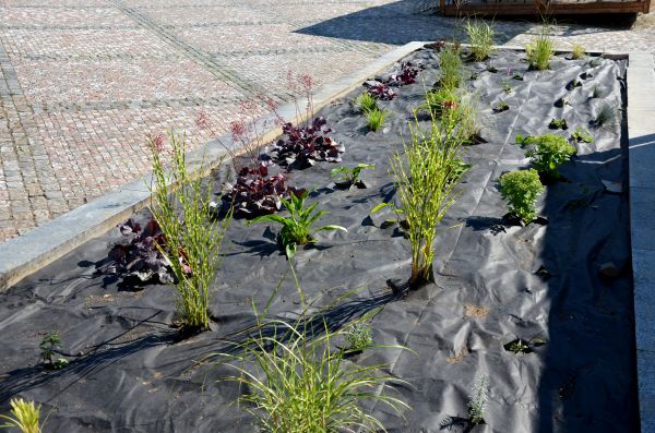 Landscape Fabric Installation in Cave Creek