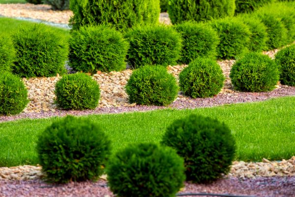 Bush Installation in Cave Creek