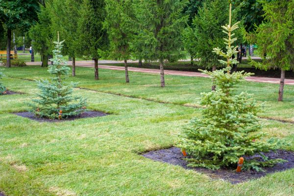 Privacy Trees Planting in Cave Creek