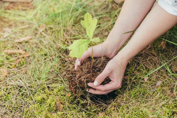 Oak Tree Planting in Cave Creek