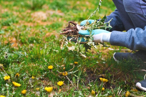 Flower Bed Clearing in Cave Creek