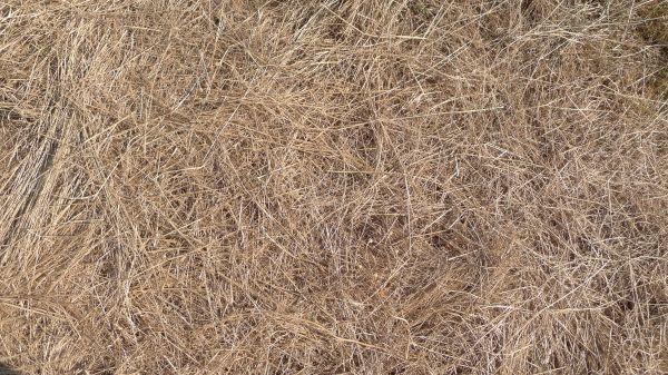 Pine Straw Replacement in Cave Creek
