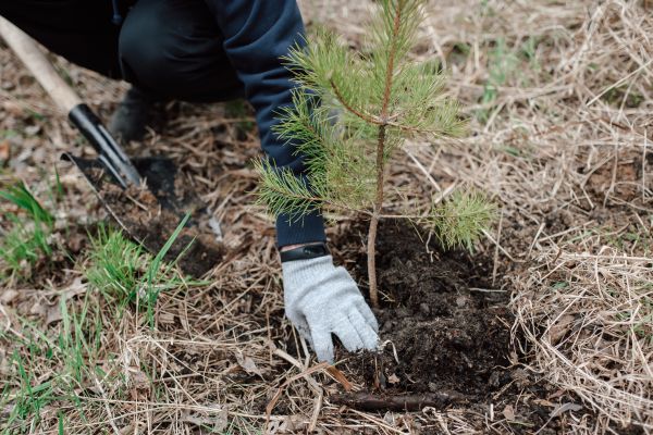 Pine Tree Planting in Cave Creek