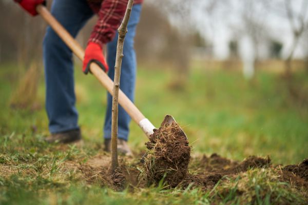 Trees Planting in Cave Creek