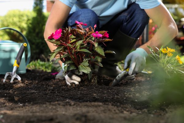 Plant Replacement in Cave Creek