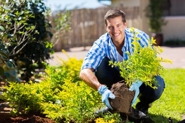 Shrub Landscaping in Cave Creek