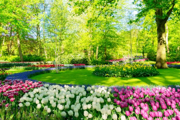 Flower Landscaping in Cave Creek