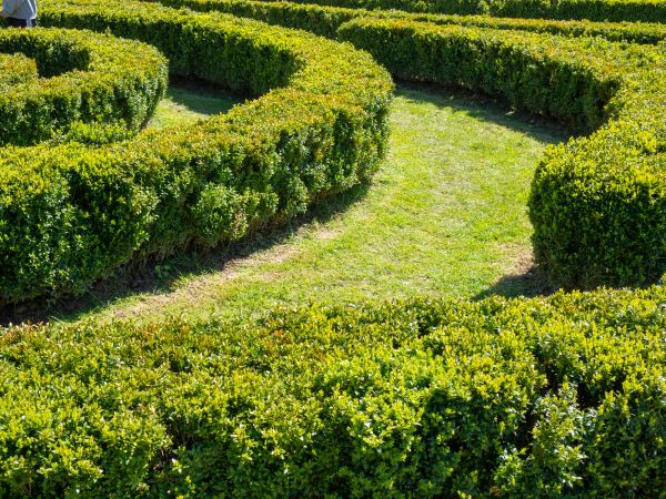 Bush Landscaping in Cave Creek