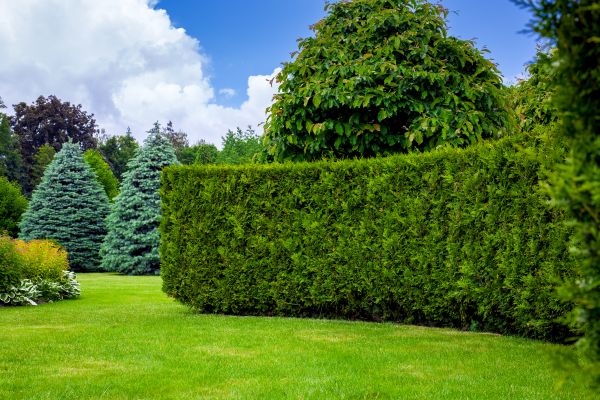 Hedge Landscaping in Cave Creek