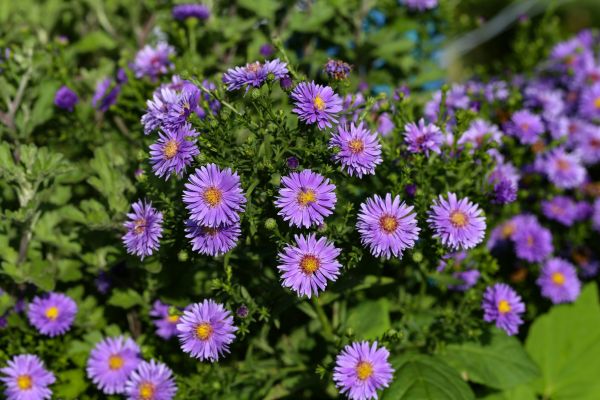 Perennial Flower Planting in Cave Creek
