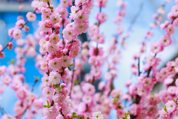 Japanese Cherry Tree Planting in Cave Creek
